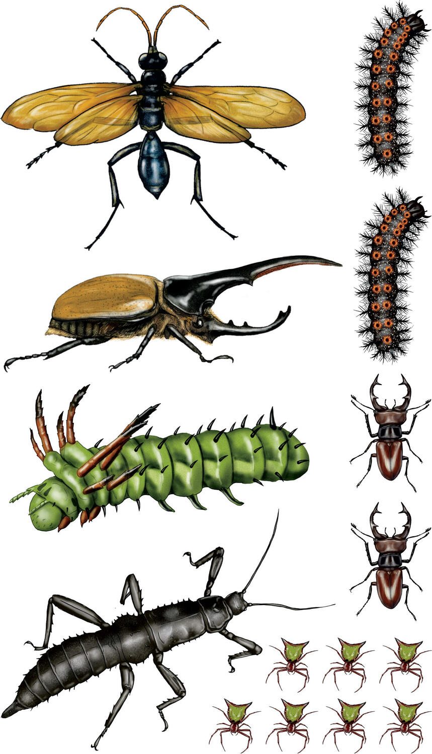 Creepy, Crawly Tattoo Bugs: 60 Temporary Tattoos That Teach