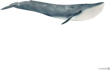 Blue Whale