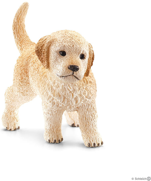 Golden Retriever Puppy
