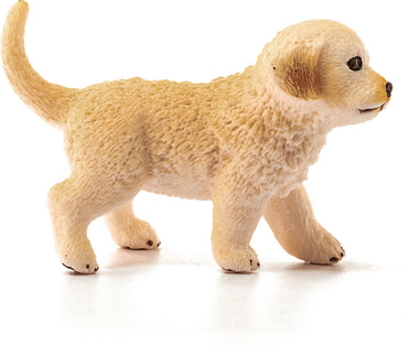 Golden Retriever Puppy