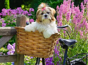 Ravensburger Sweet Little Dog 100pc Puzzle
