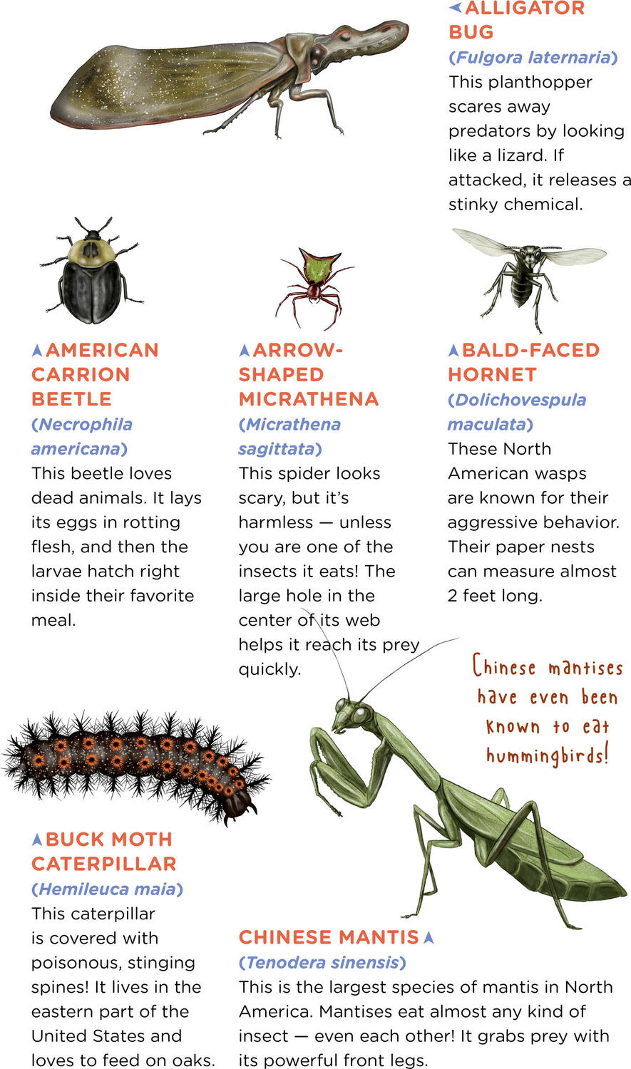 Creepy, Crawly Tattoo Bugs: 60 Temporary Tattoos That Teach