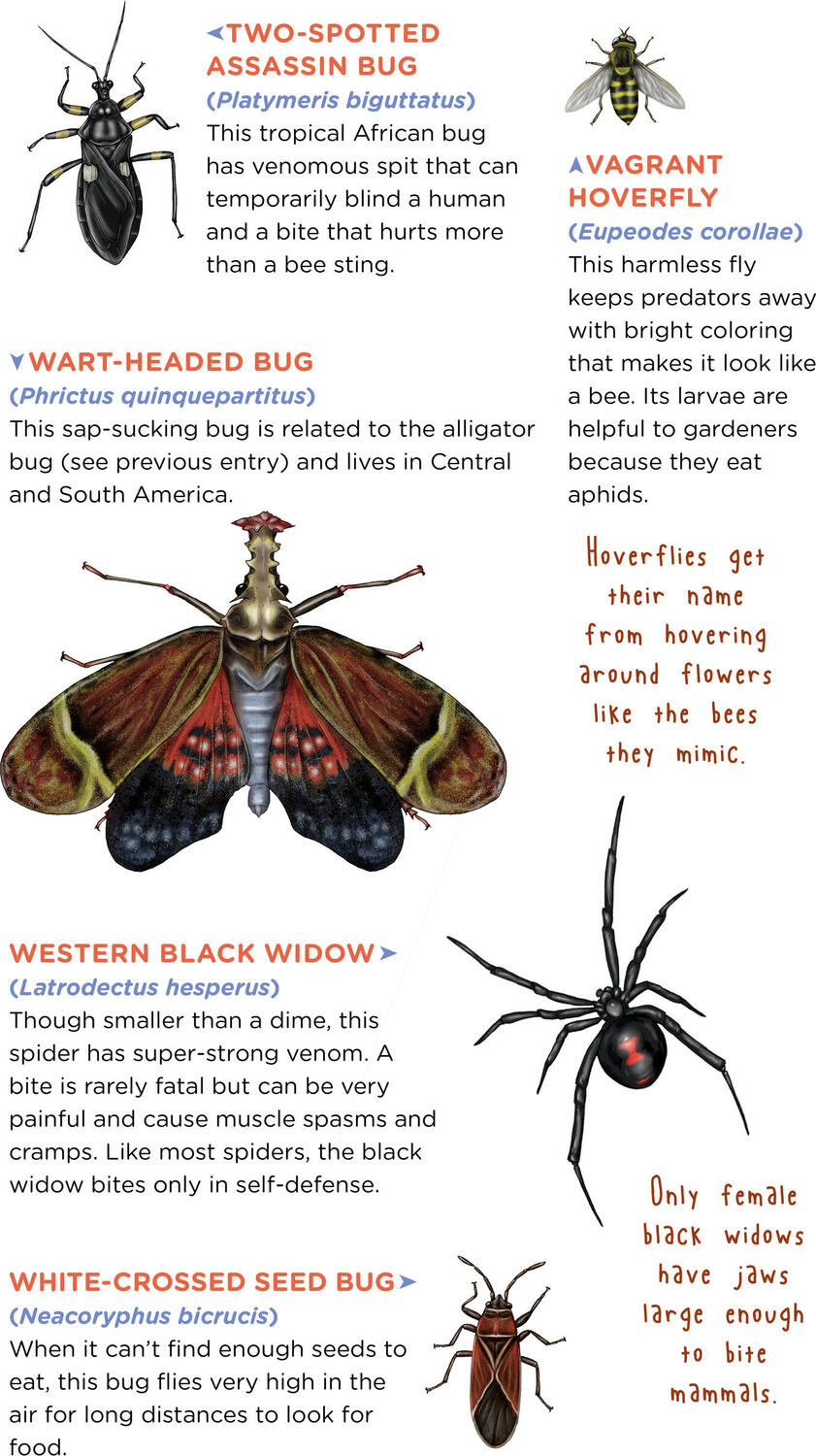 Creepy, Crawly Tattoo Bugs: 60 Temporary Tattoos That Teach
