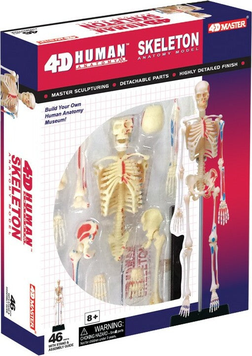 4D Human Skeleton Anatomy Model