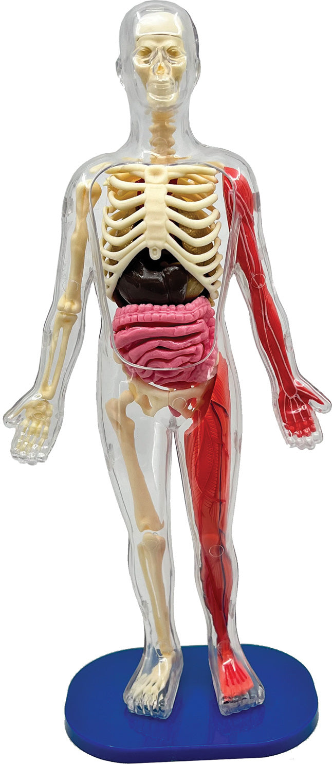 Smart Lab Squishy Human Body – TimbukToys