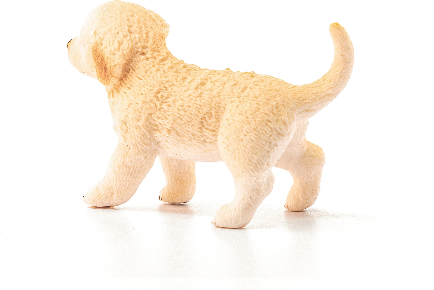 Golden Retriever Puppy