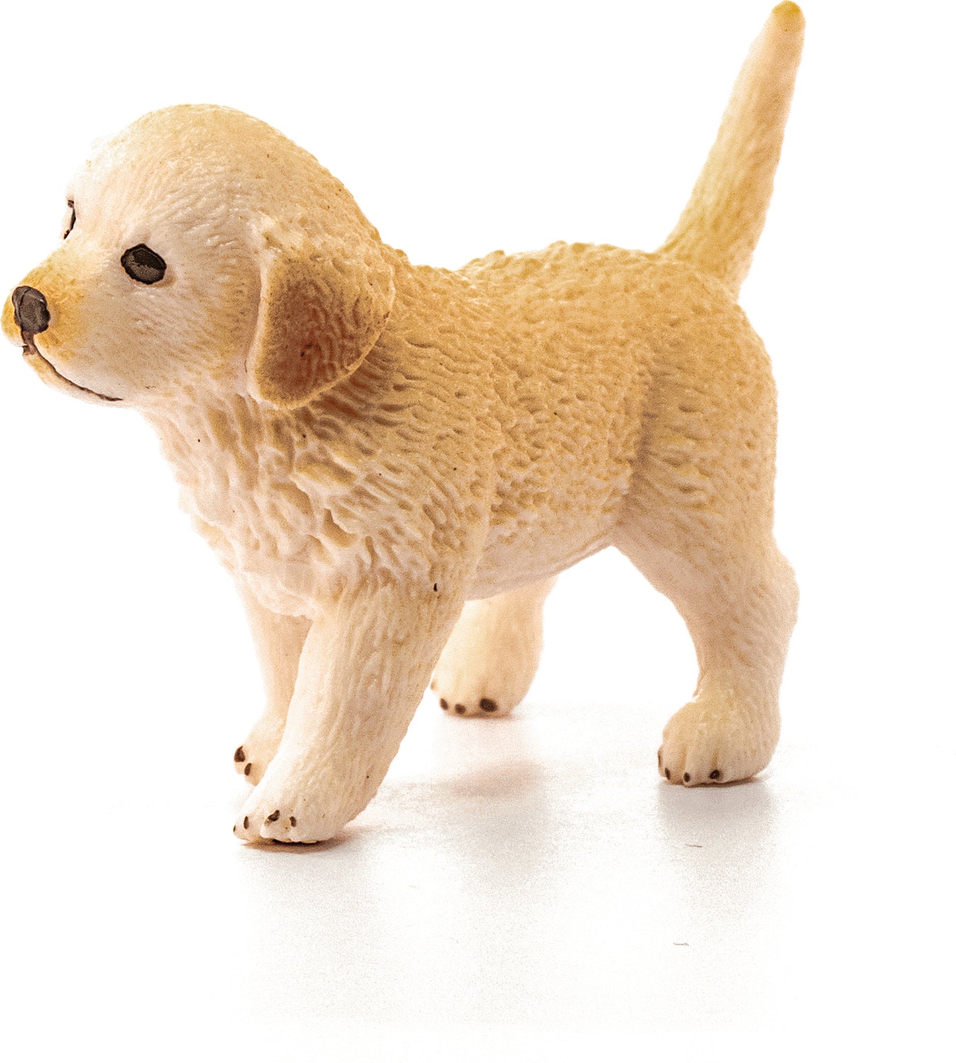 Golden Retriever Puppy